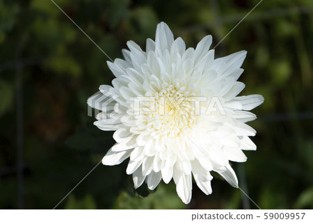 Chrysanthemum White Flower at the Greenhouse farm. Chrysanthemum White Flower at the Greenhouse farm. 59009957