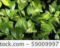Green leaves background, Spotted betel background and wallpaper 59009997