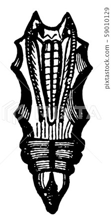 Angular Pupa of a Butterfly vintage illustration. Angular Pupa of a Butterfly vintage illustration. 59010129