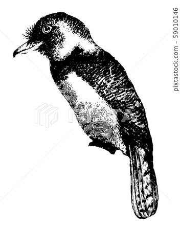 Barbet vintage illustration. Barbet vintage illustration. 59010146