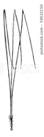 Longleaf Pine Pinus palustris Mill.. Two to thirds 59010150