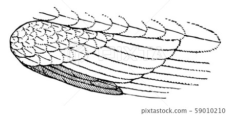 Alula vintage illustration. 59010210