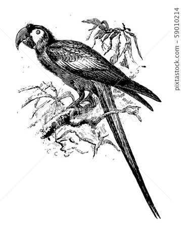 Macaw on Branch vintage illustration. Macaw on Branch vintage illustration. 59010214