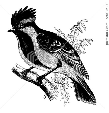 Black Lored Tit vintage illustration. 59010307
