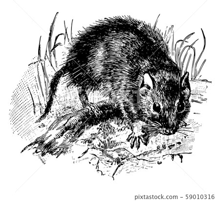Schizodon vintage illustration. Schizodon vintage illustration. 59010316