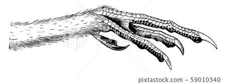 The Foot of a Prairie Hen vintage illustration. 59010340
