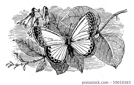 Lycaena Corydon vintage illustration. 59010363