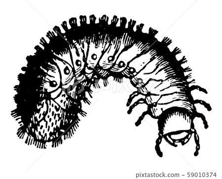 Larva of Rose Beetle vintage illustration. 59010374
