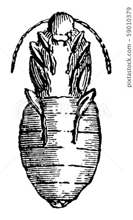Pupa of Sitaris Humeralis vintage illustration. Pupa of Sitaris Humeralis vintage illustration. 59010379
