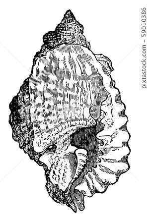 Triton Anus vintage illustration. Triton Anus vintage illustration. 59010386