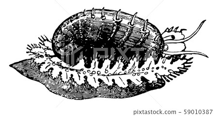 Green Ormer vintage illustration. Green Ormer vintage illustration. 59010387