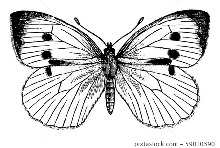 Pieris Brassicae vintage illustration. 59010390