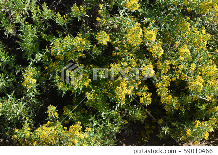 Sticky aster 59010466