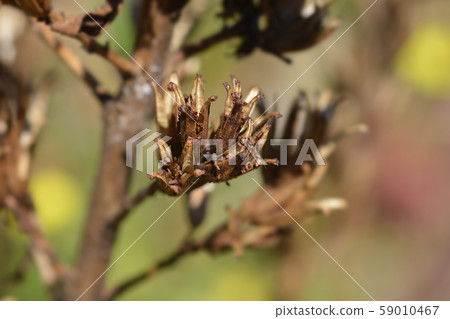 Common evening-primrose 59010467