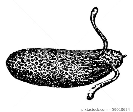 Fly Larva vintage illustration. 59010654