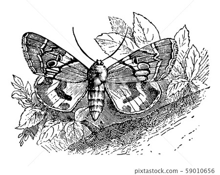 Catocala Paranympha vintage illustration. Catocala Paranympha vintage illustration. 59010656