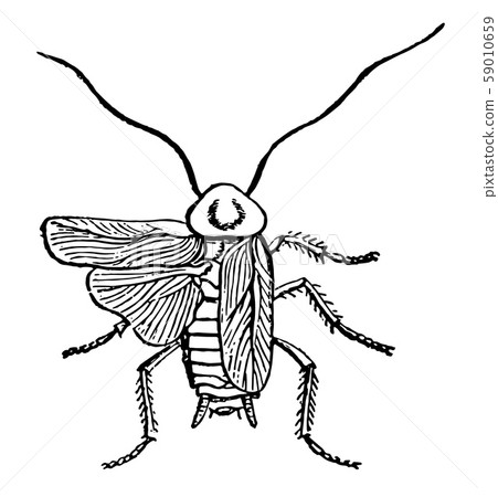 Cockroach vintage illustration. 59010659