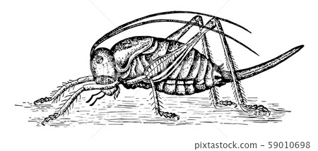 Cricket vintage illustration. Cricket vintage illustration. 59010698