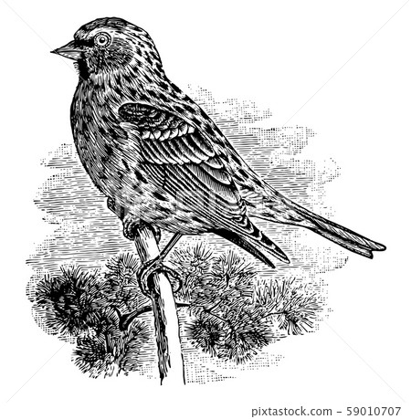 Common Redpoll vintage illustration. 59010707