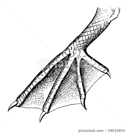 Pelican Foot vintage illustration. Pelican Foot vintage illustration. 59010854