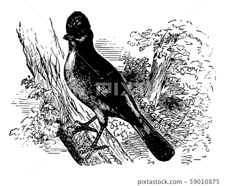 Eurasian Jay vintage illustration. 59010875