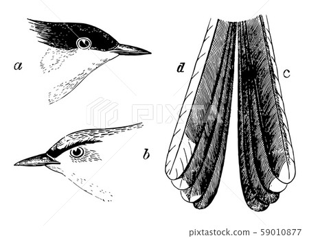 Black capped Gnat catcher vintage illustration. Black capped Gnat catcher vintage illustration. 59010877