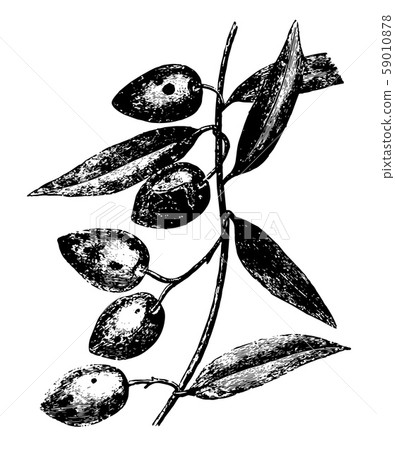 Olives attacked by Dacus Oleae vintage Olives attacked by Dacus Oleae vintage 59010878