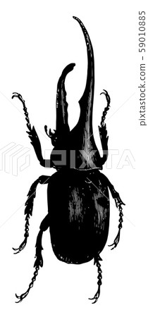 Dynastes Hercules vintage illustration. Dynastes Hercules vintage illustration. 59010885