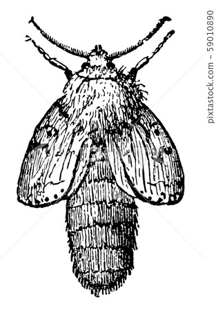 Moth Just Emerged vintage illustration. Moth Just Emerged vintage illustration. 59010890
