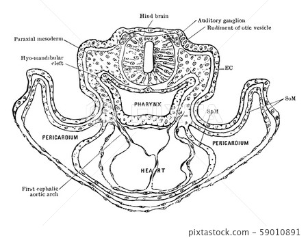 Transverse Section of a Rat Embryo vintage 59010891
