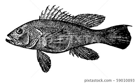 Black Sea Bass vintage illustration. 59010893