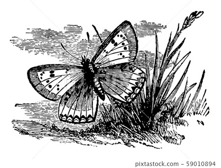 Small Copper vintage illustration. Small Copper vintage illustration. 59010894