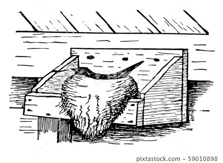 Phoebe Nest vintage illustration. Phoebe Nest vintage illustration. 59010898