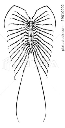 House Centipede vintage illustration. House Centipede vintage illustration. 59010902