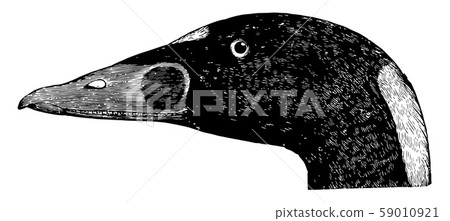 Trowbridge Surf Duck vintage illustration. Trowbridge Surf Duck vintage illustration. 59010921