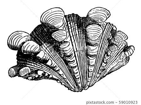 Outside of Tridacna Squamosa vintage illustration. Outside of Tridacna Squamosa vintage illustration. 59010923