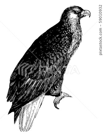 American Sea Eagle, vintage illustration. American Sea Eagle, vintage illustration. 59010932