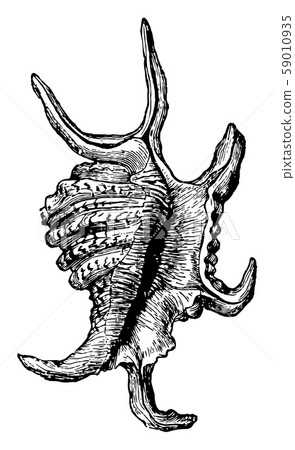 Pteroceras Chiragra vintage illustration. 59010935