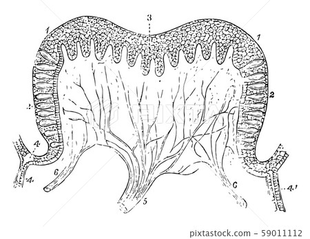 Papilla of a Calf vintage illustration. 59011112