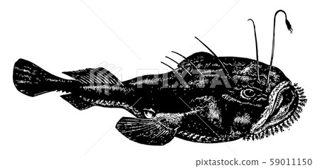 Anglerfish vintage illustration. Anglerfish vintage illustration. 59011150