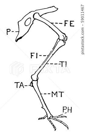 Leg of Bird, vintage illustration. Leg of Bird, vintage illustration. 59011467