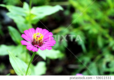 Close up of red Zinnia flower . white Zinnia flower in the garden.Thailand Zinnia. 59011531