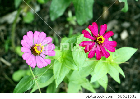 Close up of red Zinnia flower . white Zinnia flower in the garden.Thailand Zinnia. 59011532