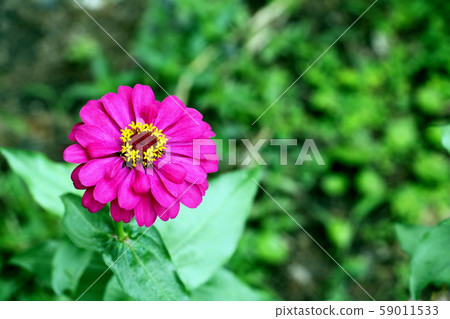 Close up of red Zinnia flower . white Zinnia flower in the garden.Thailand Zinnia. Close up of red Zinnia flower . white Zinnia flower in the garden.Thailand Zinnia. 59011533