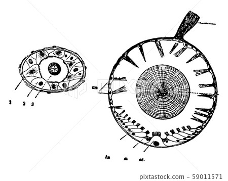 Auditory Organs of Mollusks vintage illustration. 59011571