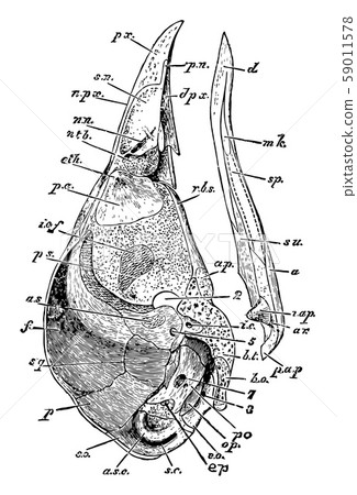 Ripe Chick Skull vintage illustration. 59011578