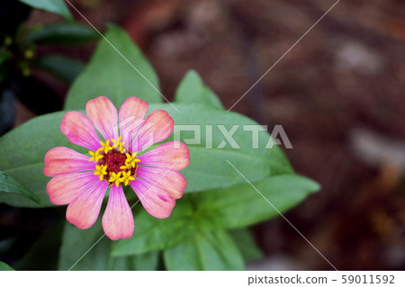 Close up of red Zinnia flower . white Zinnia flower in the garden.Thailand Zinnia. Close up of red Zinnia flower . white Zinnia flower in the garden.Thailand Zinnia. 59011592