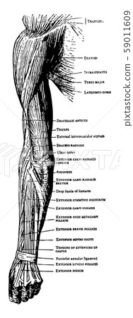 Muscles on the Back of the Arm Forearm and Hand Muscles on the Back of the Arm Forearm and Hand 59011609