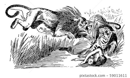 The Lion Vengeance on the Bengal Tiger vintage 59011611