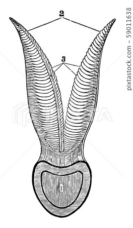 Section of a Branchial Arch of a Cod vintage Section of a Branchial Arch of a Cod vintage 59011638
